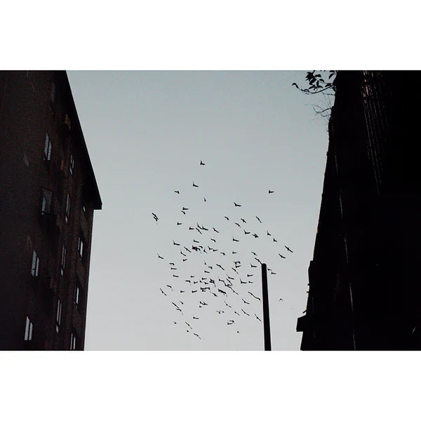 ShenGuang Color Flim / 400 / 36